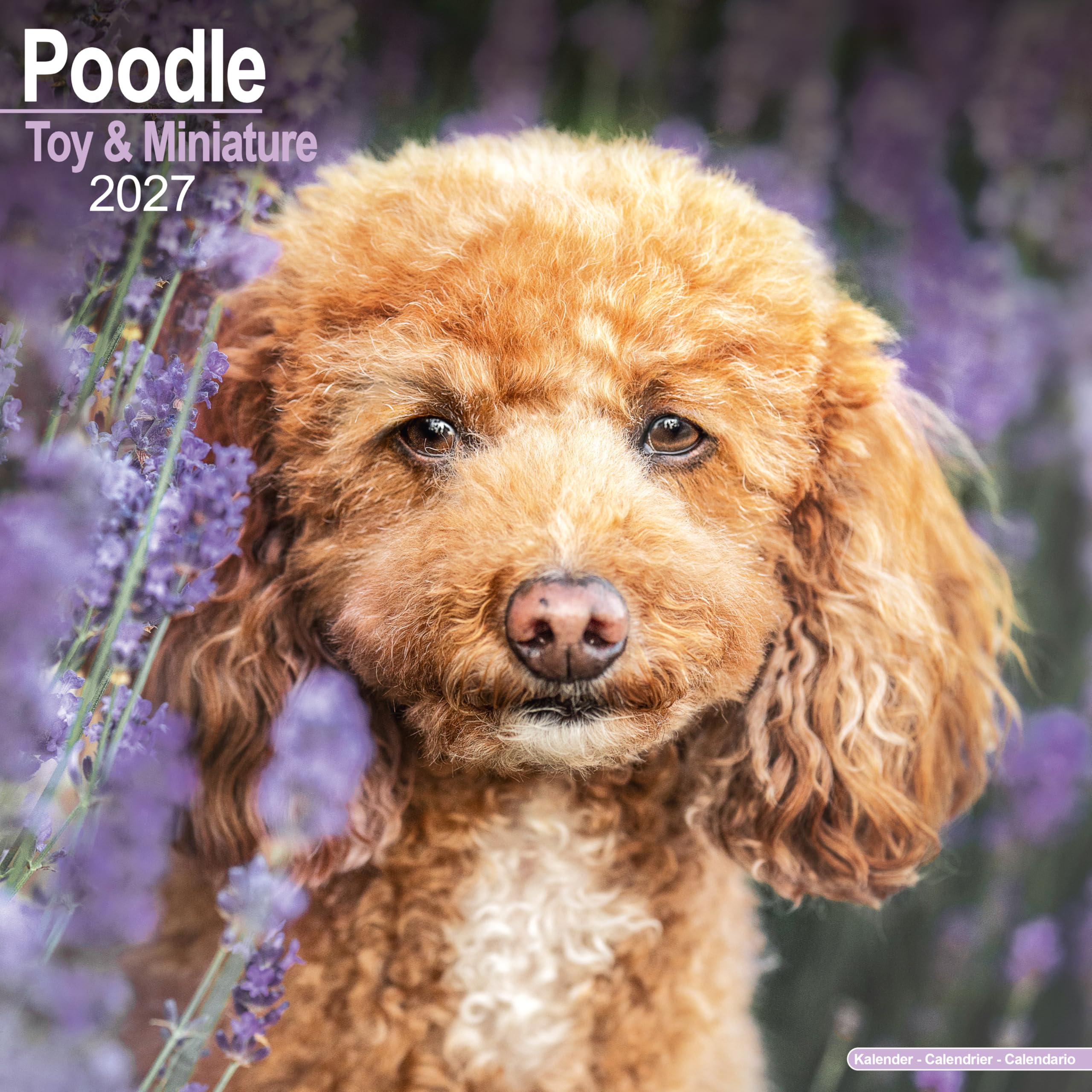 Toy & Miniature Poodle 2027 Calendar | Square Wall Calendar | Dog Breed Gift | Plastic Free Packaging | by Avonside Publishing