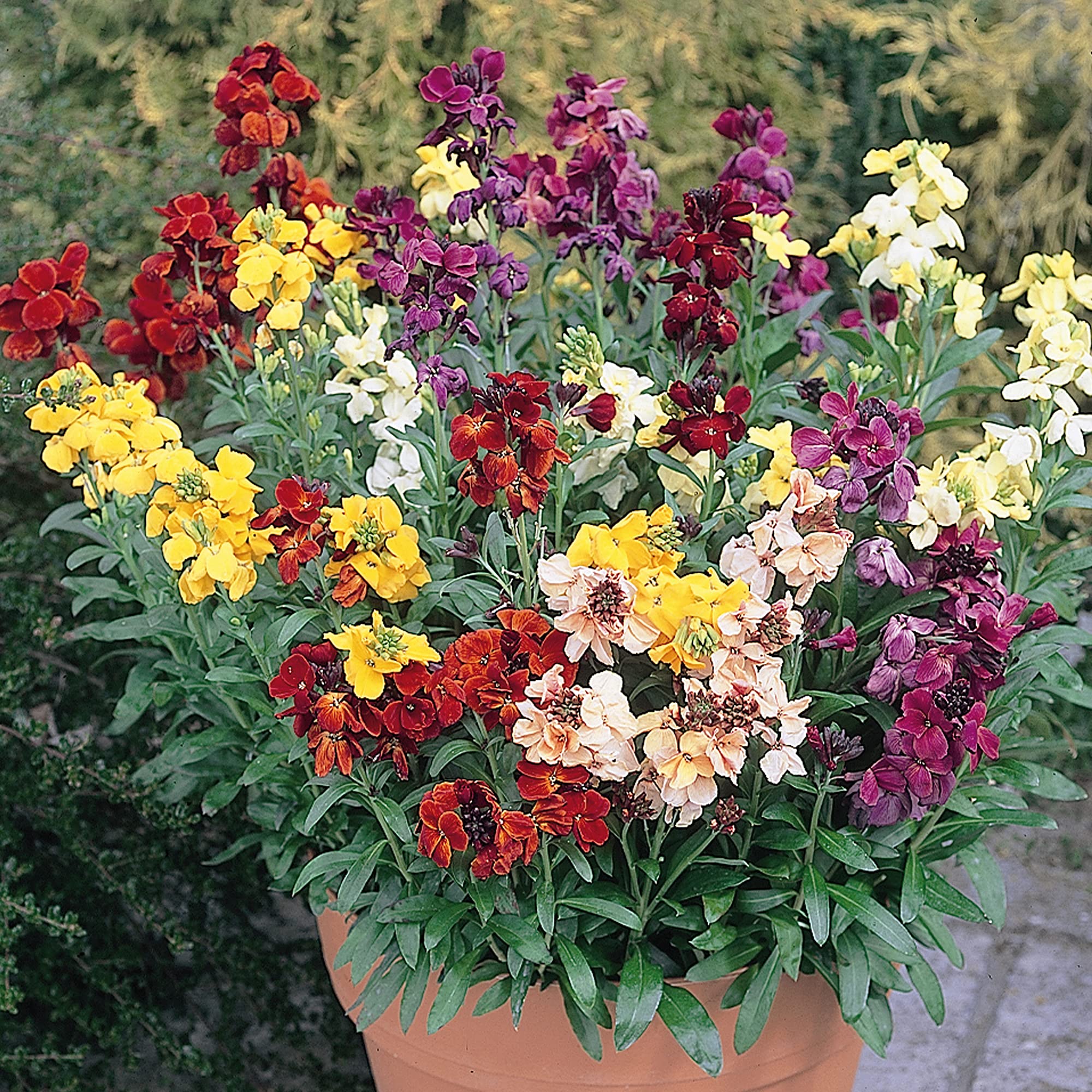 WallFlower Sunset Mixed | Vibrant Garden Ready Perennial Bedding Plants 6 Pack