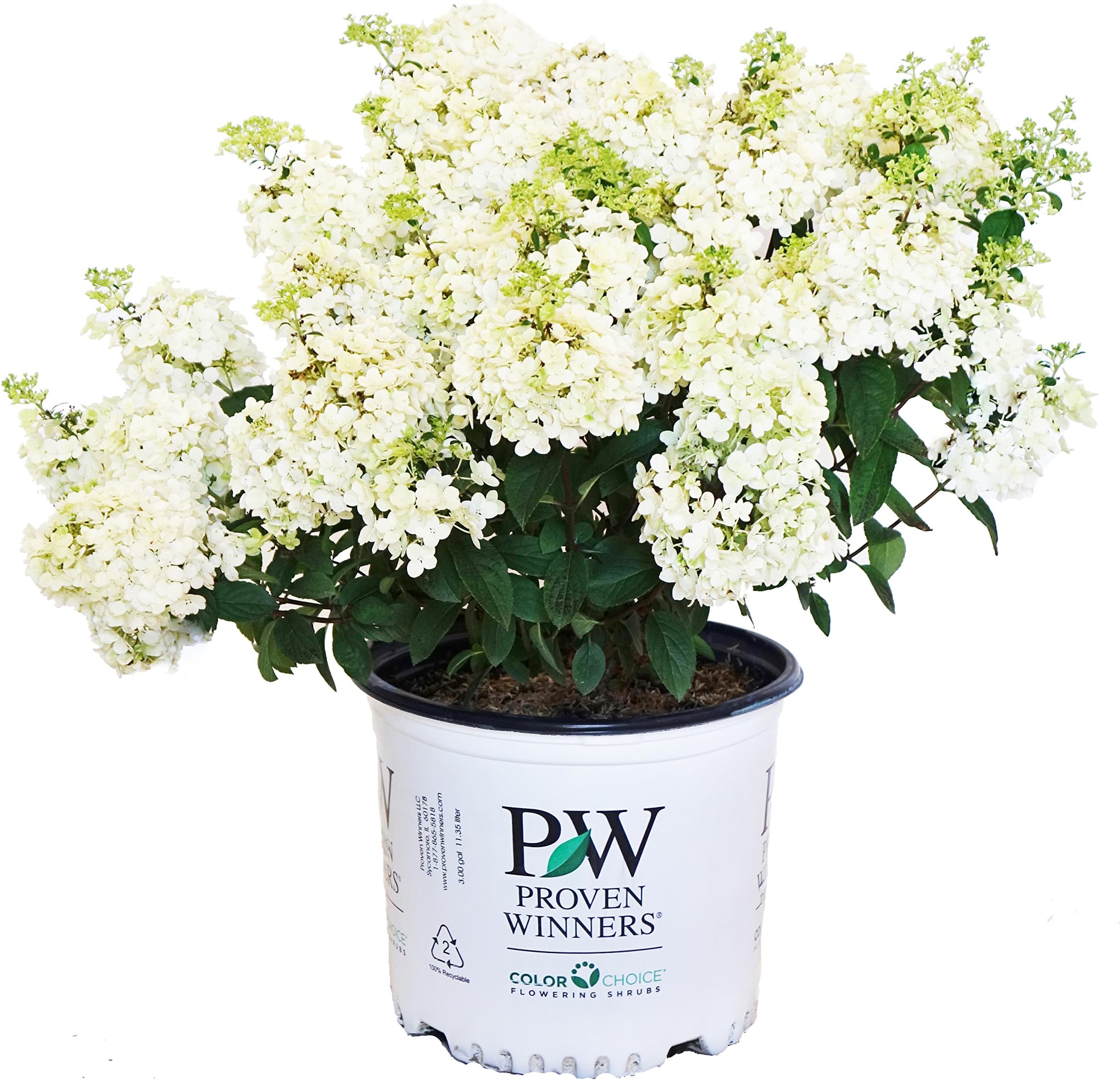 Proven Winners - Hydrangea pan. Bobo (Panicle Hydrangea) Shrub, dwarf form with white flowers, 3 - Size Container