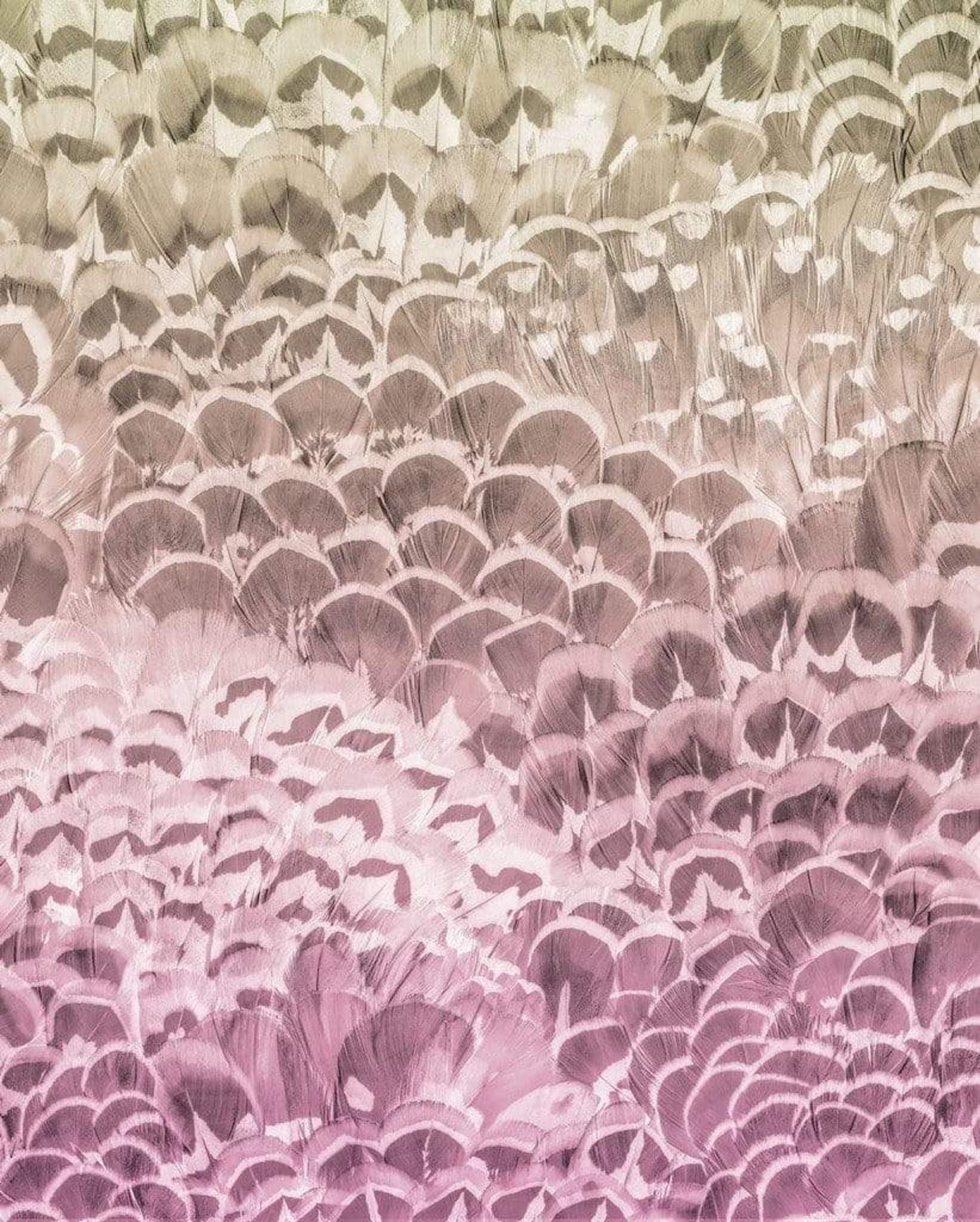 Komar Vlies Fototapete - Pale Feathers - Größe 200 x 250 cm (Breite x Höhe) - Wand Tapete Wohnzimmer Schlafzimmer Büro Flur Feder Dekoration Wandbild - P028-VD2