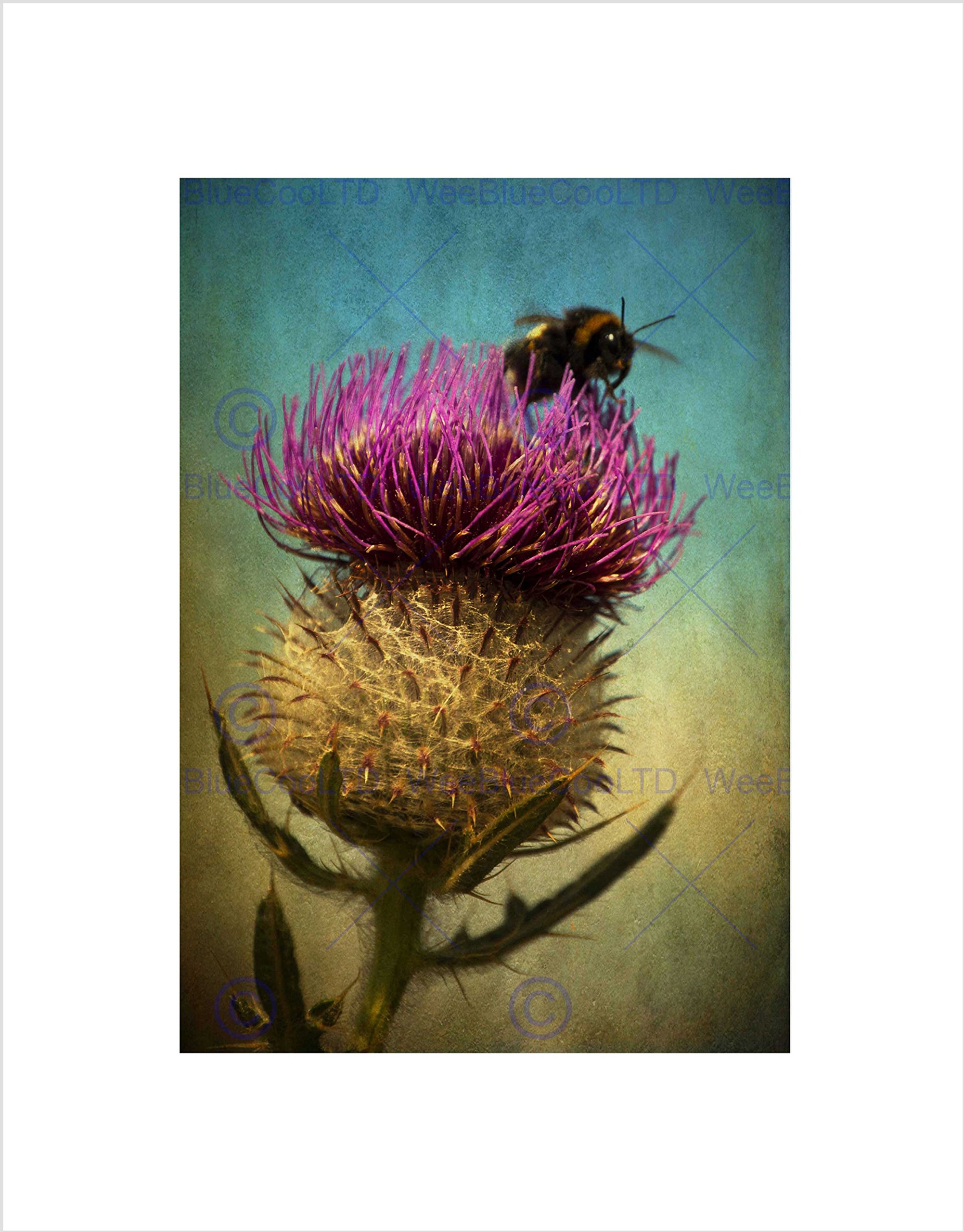Wee Blue Coo PHOTO COMPOSITION BUMBLE BEE THISTLE FLOWER SCOTLAND FRAMED ART PRINT B12X13048