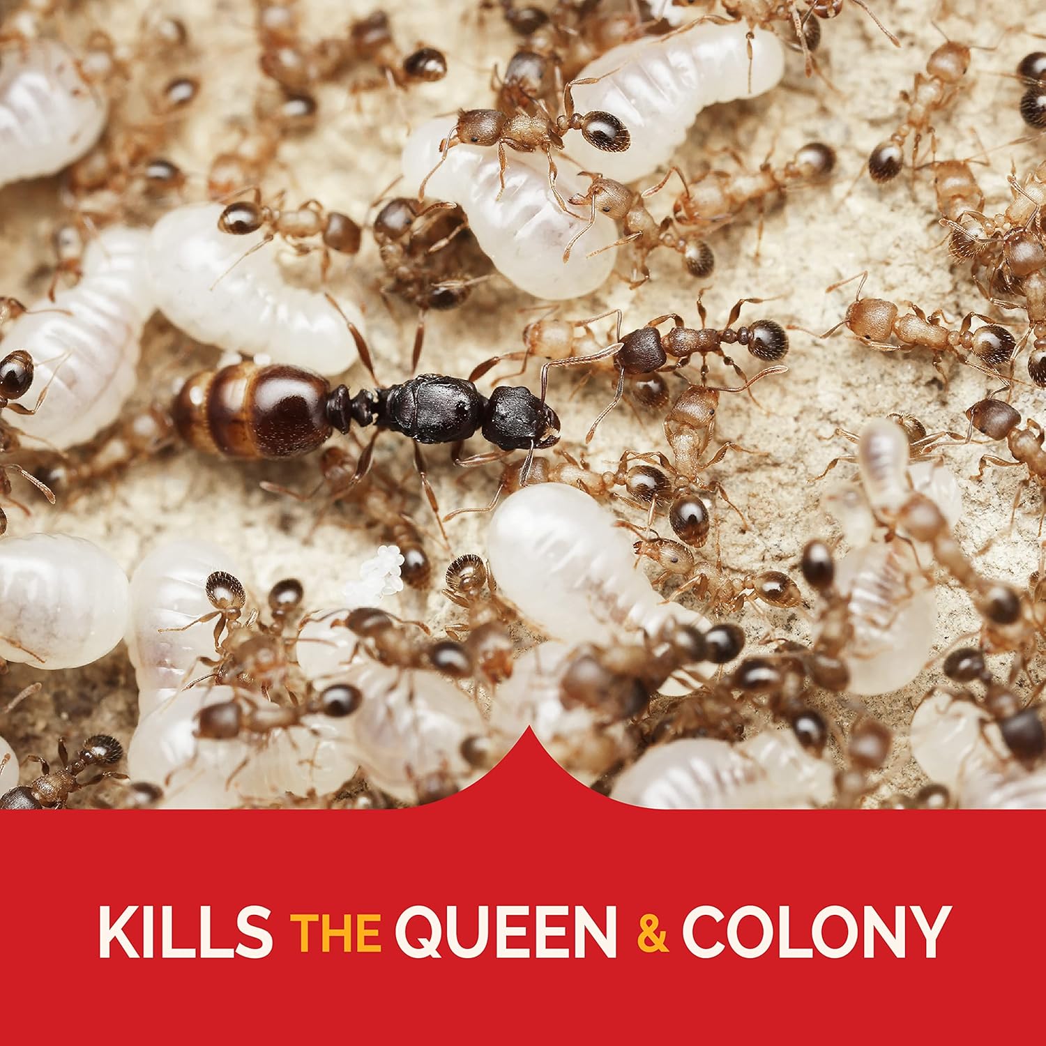 Close-up image of an ant colony with a queen ant and larvae, with text 'KILLS THE QUEEN & COLONY'.