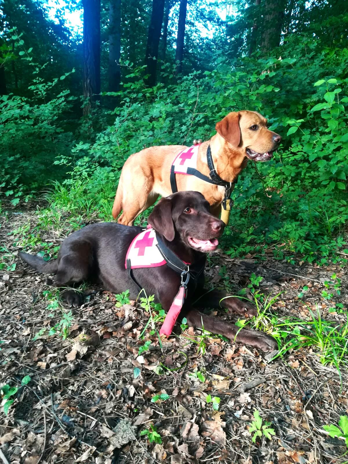 Bringsel per cani di salvataggio – Dummy di riferimento per lavori di visualizzazione – fatto a mano in Germania – fissaggio collare leggero moschettone – aiuto alla formazione per