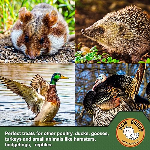 Miniatura 6 de UCM - Gusanos secos de harina de 10 libras para aves silvestres, pollos, alto contenido de proteínas, 100% sin OMG..