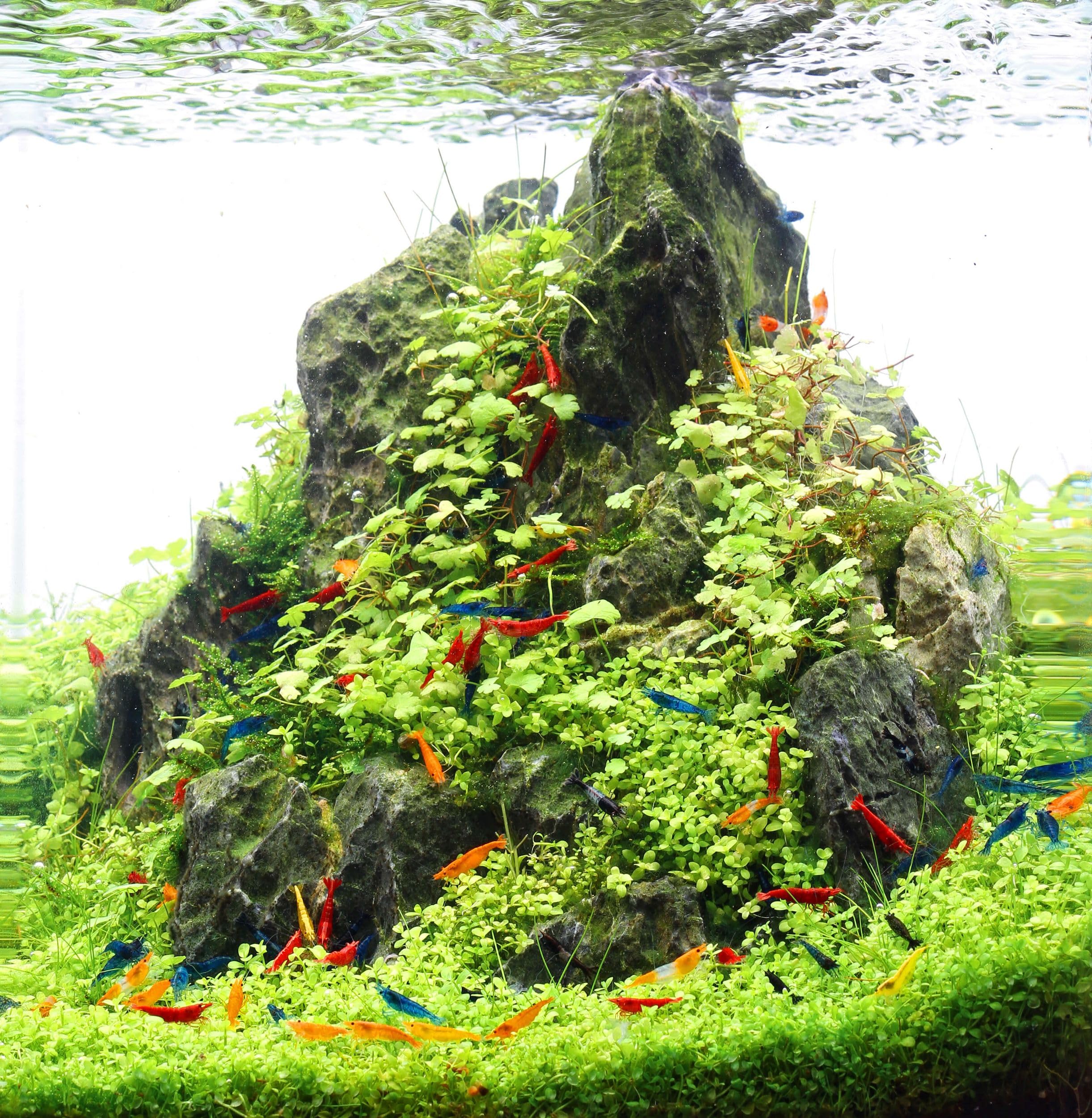 NatureHolic Rainbow Garnelenmix | Garnelen fürs Aquarium | 20x Neo Regenbogen Garnelenmix + 12x Seemandelbaum Blätter | Ideal für Einsteiger - hübsche Mischung aus bunten Garnelen