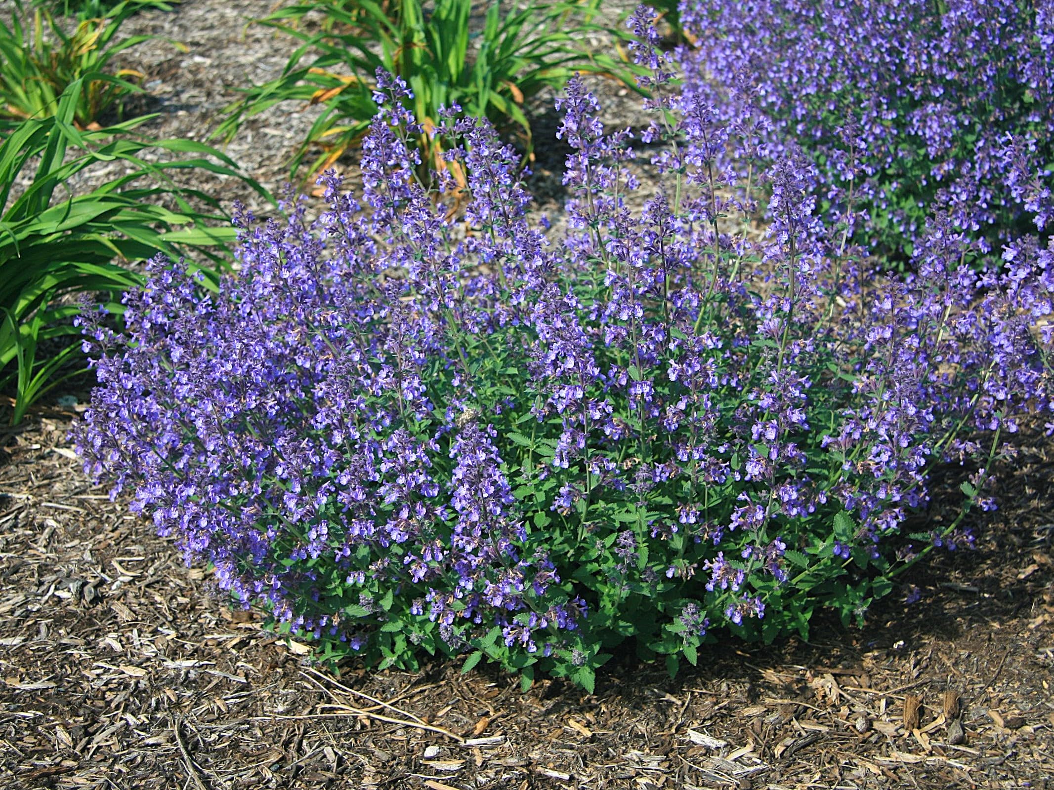 Greenwood Nursery Junior Walkers Low Catmint