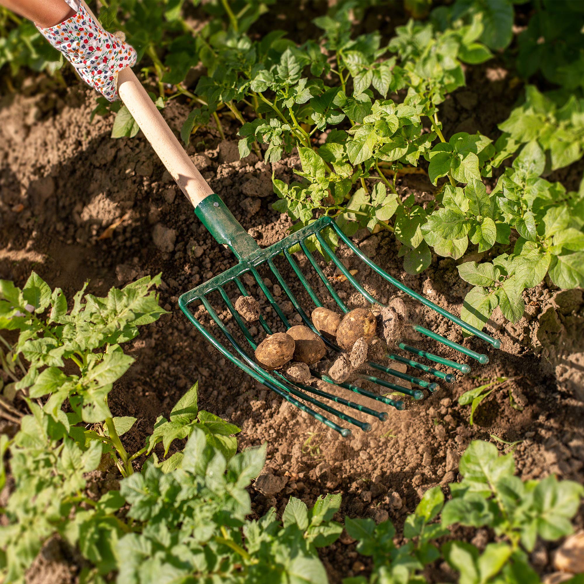KADAX Kartoffelgabel, Forke, Heugabel, Spatengabel, Grabegabel, Mistgabel aus Stahl, Gabel für Kartoffeln, Garten, Drahtgabel mit 10 Zinken, Holzstiel, Gartengabel (T-Griff)