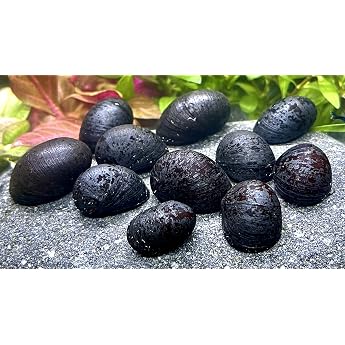 Daxton Plant 5 anthracite limpet algae eater brand Daxton Plant racing snails
