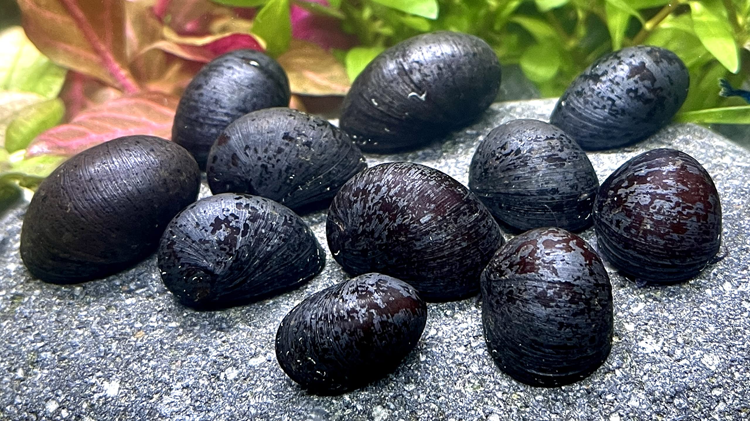 Daxton-Plant 5 Anthrazit-Napfschnecke, Algenfresser, Marke Daxton-Plant, Rennschnecken Haustier