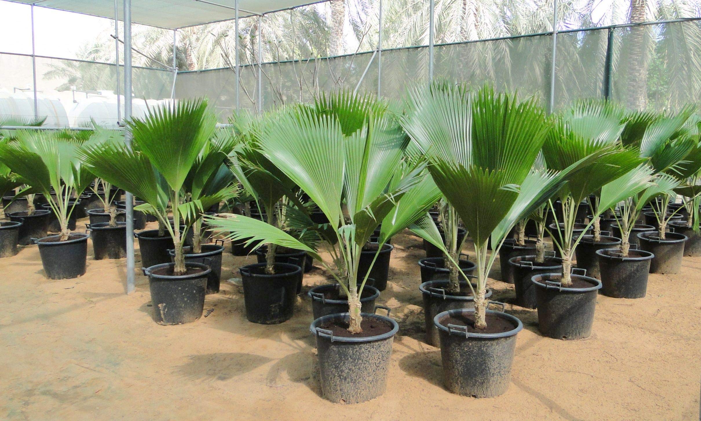 GREEN WORLD Fiji Fan Palm/Pritchardia Palm Ornamental Tree Seeds (20 Seeds) (B08NTH7GMT) Amazon Price History, Amazon Price Tracker