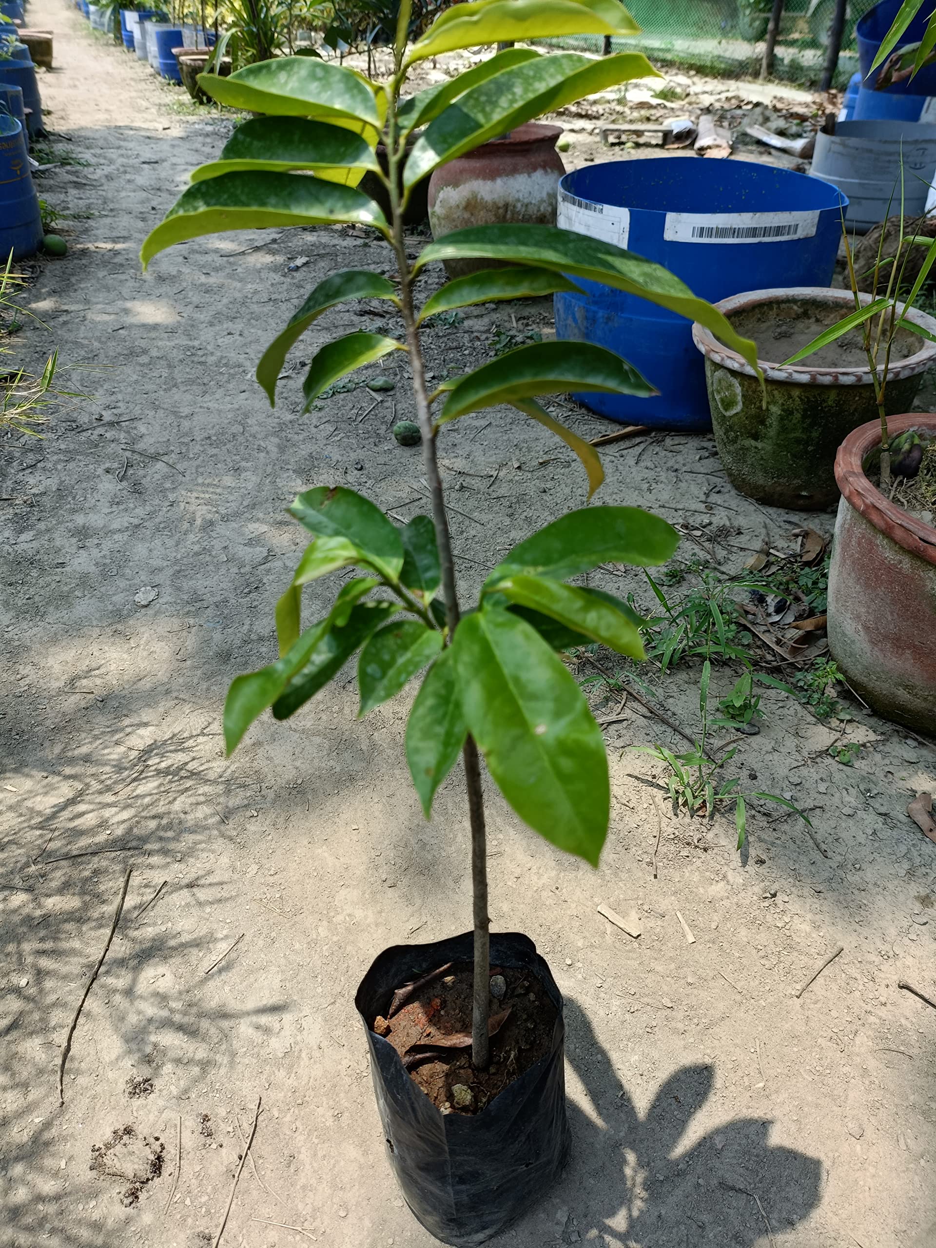 Korosol cancer fruit plant/green tree nursery (B09YNGLP38) Amazon Price History, Amazon Price Tracker