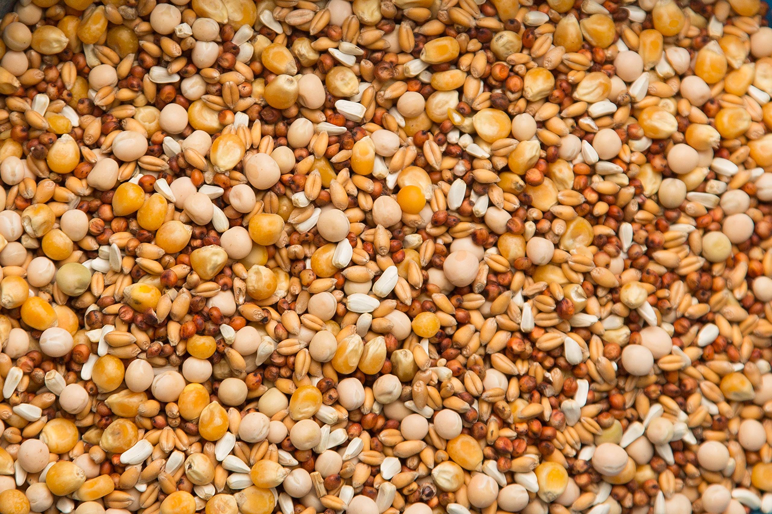 Purgrain Penny-Wise Popcorn–50 lb bag