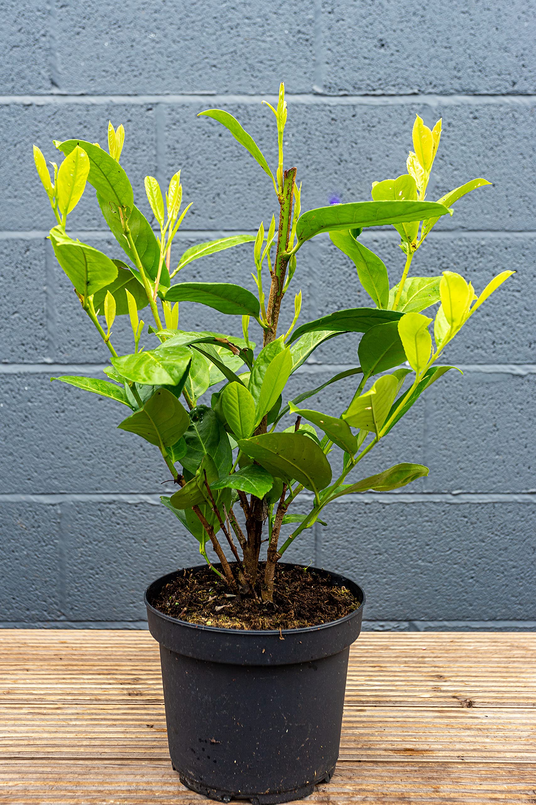 Laurel Hedging 2-3ft Plants in a 5 Litre Pot (5)