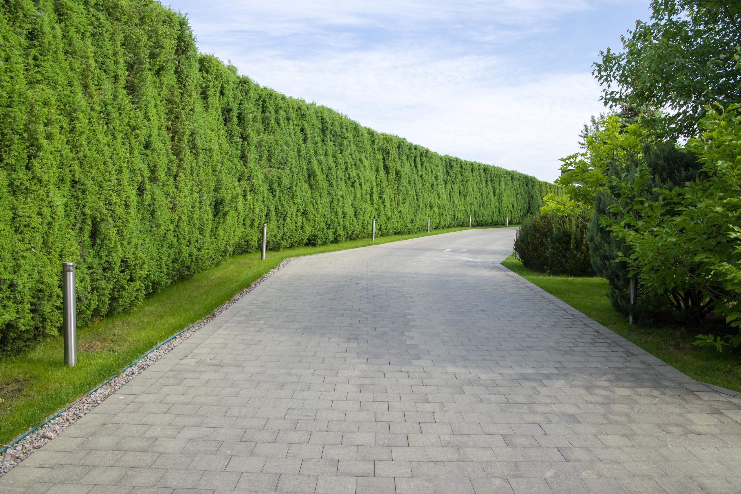 thuja occidentalis brabant pflanzen Thuja Brabant kaufen – schnellwachsende Hecke main image 0