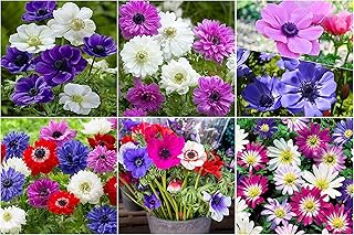 Woodland bulbs® 40 x Anemone Collection Bulbs/Corms 'Mixed’ Spring/Summer Flowering Bulbs for Gardens (Free UK P&P) (40, Anemone Mixed Collection)