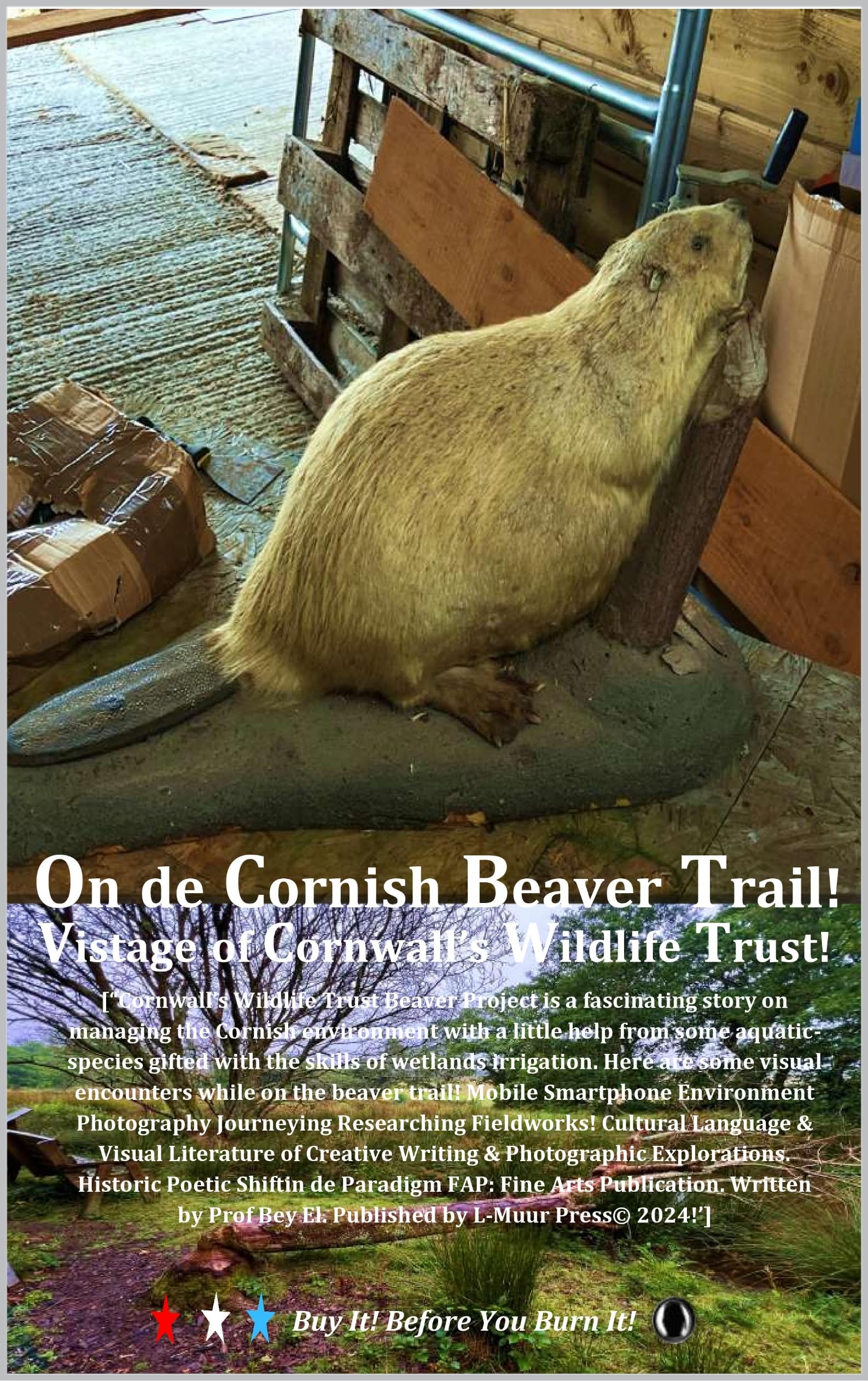 Cornish Beaver Trail comment observer les castors en Cornouailles facilement