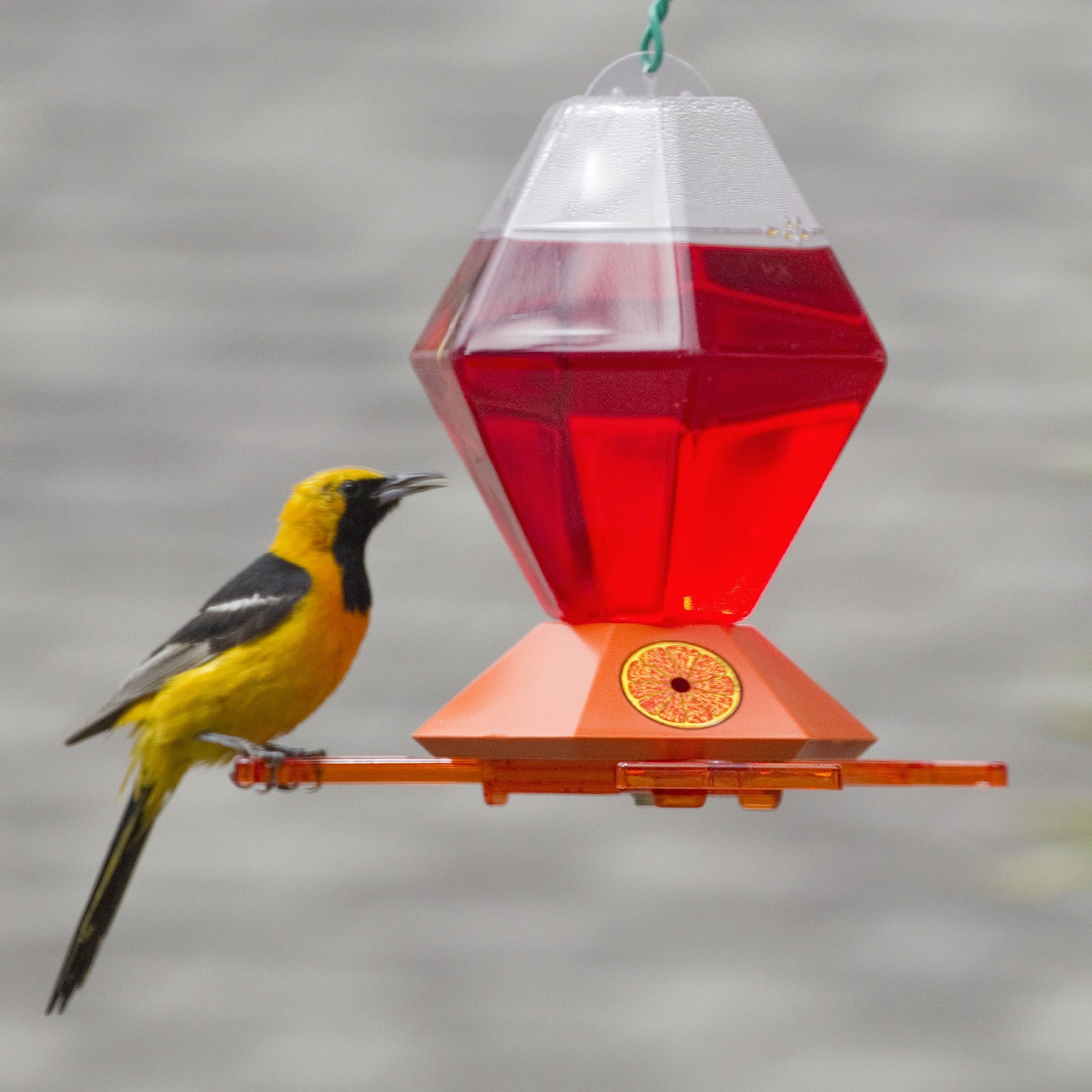 Perky Pet Deluxe Oriole Feeder 36oz Home Home & Garden