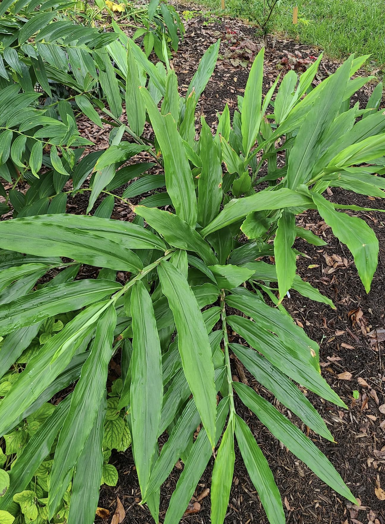 Zingiber mioga crug zing Hardy Ginger 9cm Potted Plant