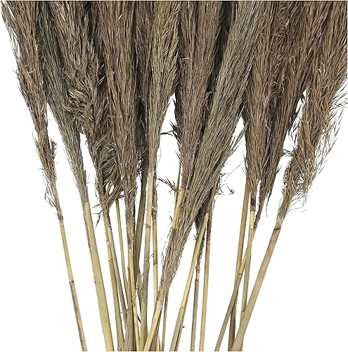 Miniatura 2 de Deco 79 Planta seca de pampas para decoración del hogar, follaje natural seco con tallos largos, follaje para decoración de 2 x 1 x 35 pulgadas,