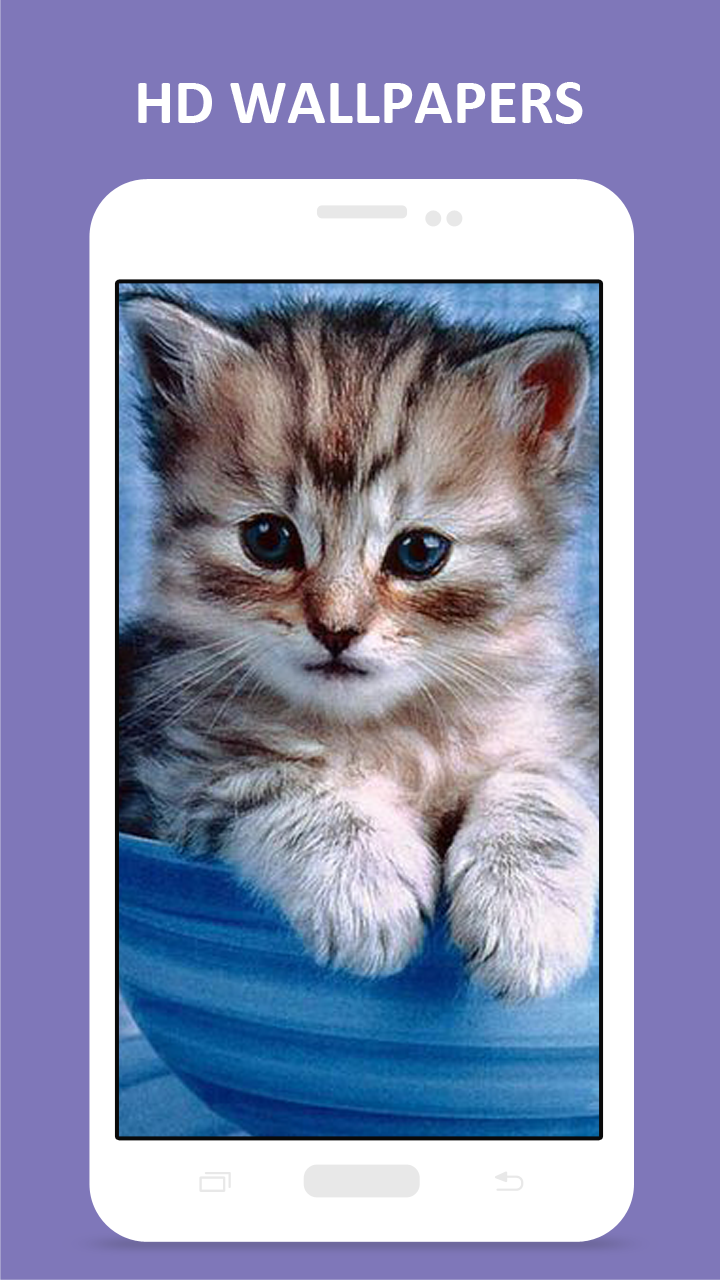 Cool Cat HD Wallpapers - App on Amazon Appstore