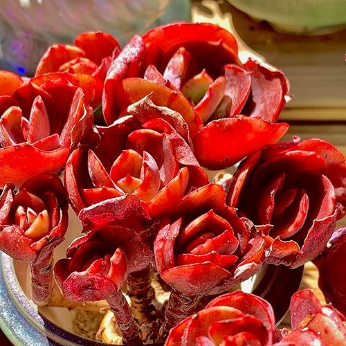 Miniatura 3 de FWPP Plantas suculentas vivas Echeveria Suyon de 4.3 pulgadas, suculentas rojas raras con raíz desnuda sin tierra de maceta, plantas vivas para