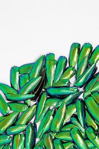 Miniatura 5 de 200 Jewel Beetle Elytra | Sternocera aequisignata | Iridescent Wing Case of The Metallic Green Jewel Beetle QTY 200 | Ethically sourced