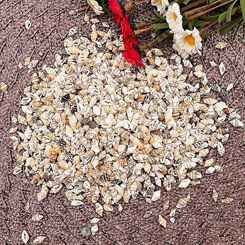 Miniatura 8 de Pequeñas conchas marinas mixtas 1500 piezas de conchas marinas pequeñas en espiral de playa para decoración del hogar fiesta temática de playa