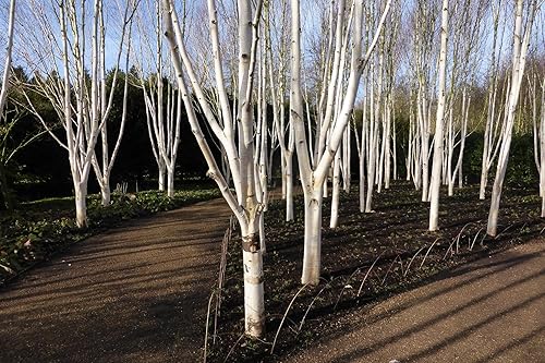 Miniatura 4 de TomorrowSeeds - Semillas de abedul blanco europeo - Más de 1200 unidades - para plantar Betula Pendula 2026 Papel blanco escamoso corteza de papel