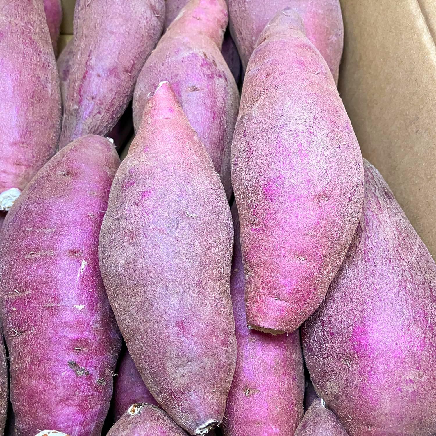 Amazon.co.jp: さつまいも 5kg 紅はるか 茨城県産 30～35本前後 S