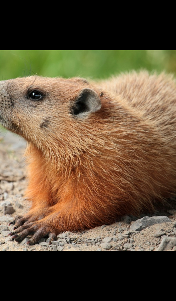 Groundhog Wallpaper HD Wallpapers of Groundhogs! App on the Amazon
