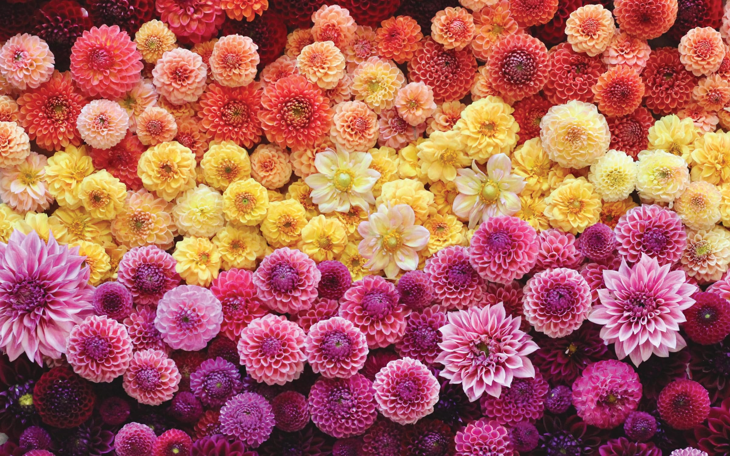 Growing Flowers: Everything You Need to Know About Planting, Tending, Harvesting and Arranging Beautiful Blooms: Flower Gardening for Beginners