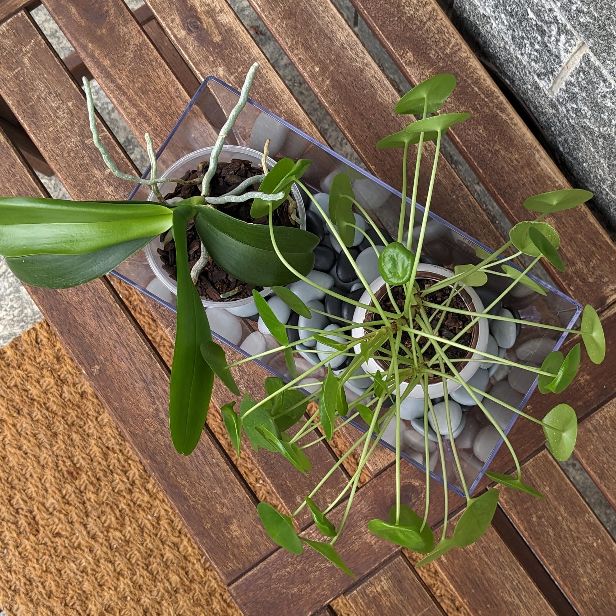 Vaso Plastica Trasparente Rettangolare realizzato in plastica riciclata e riciclabile, vaso per piante da interno ed esterno, (30cm x 15cm x 14cm) (Confezione da 2)