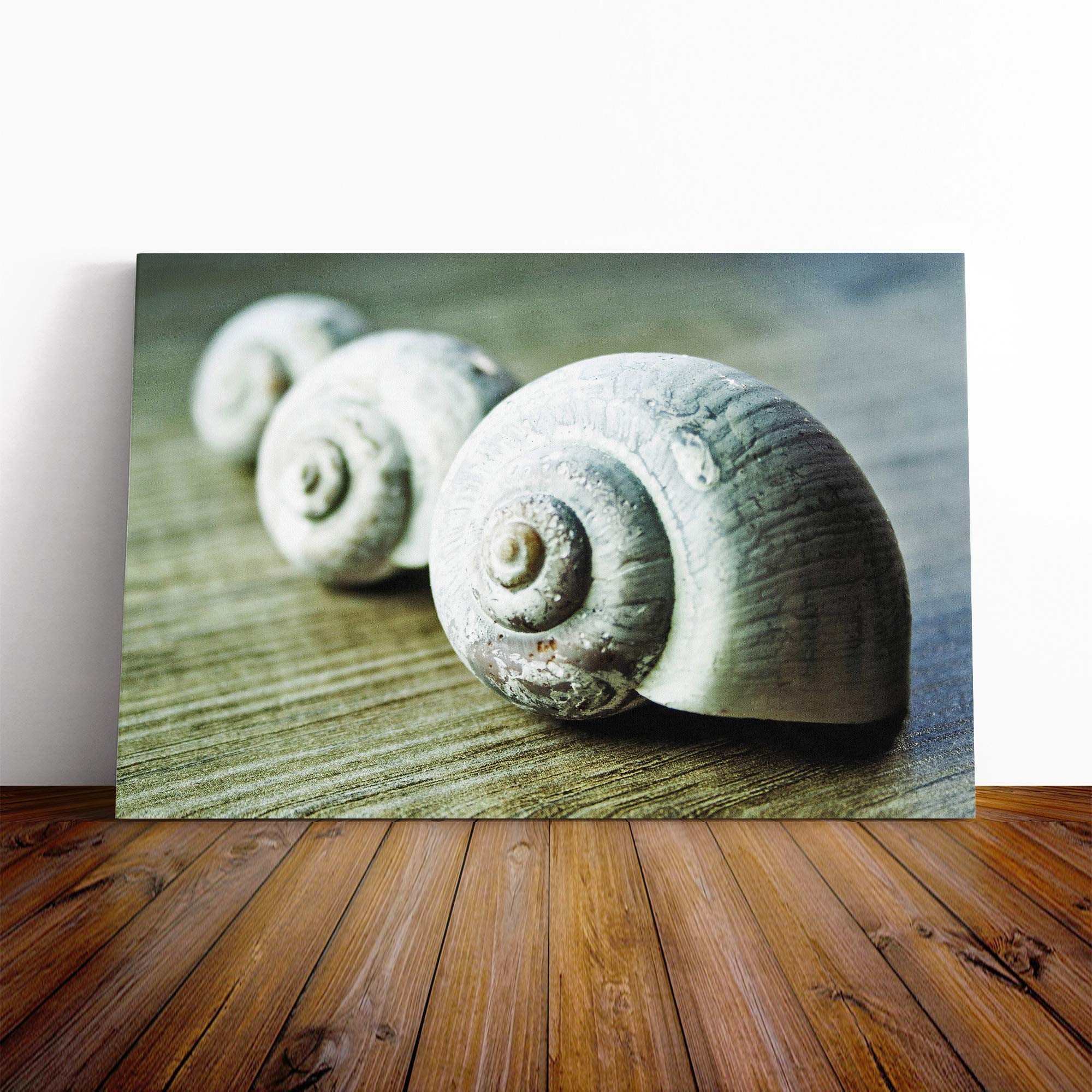 Snail Shells Canvas Print | Gallery Wrapped 30mm Frame Wall Art | 30x20 inches | Ready to Hang | Modern Animals Picture | Living Room Bedroom Lounge Office