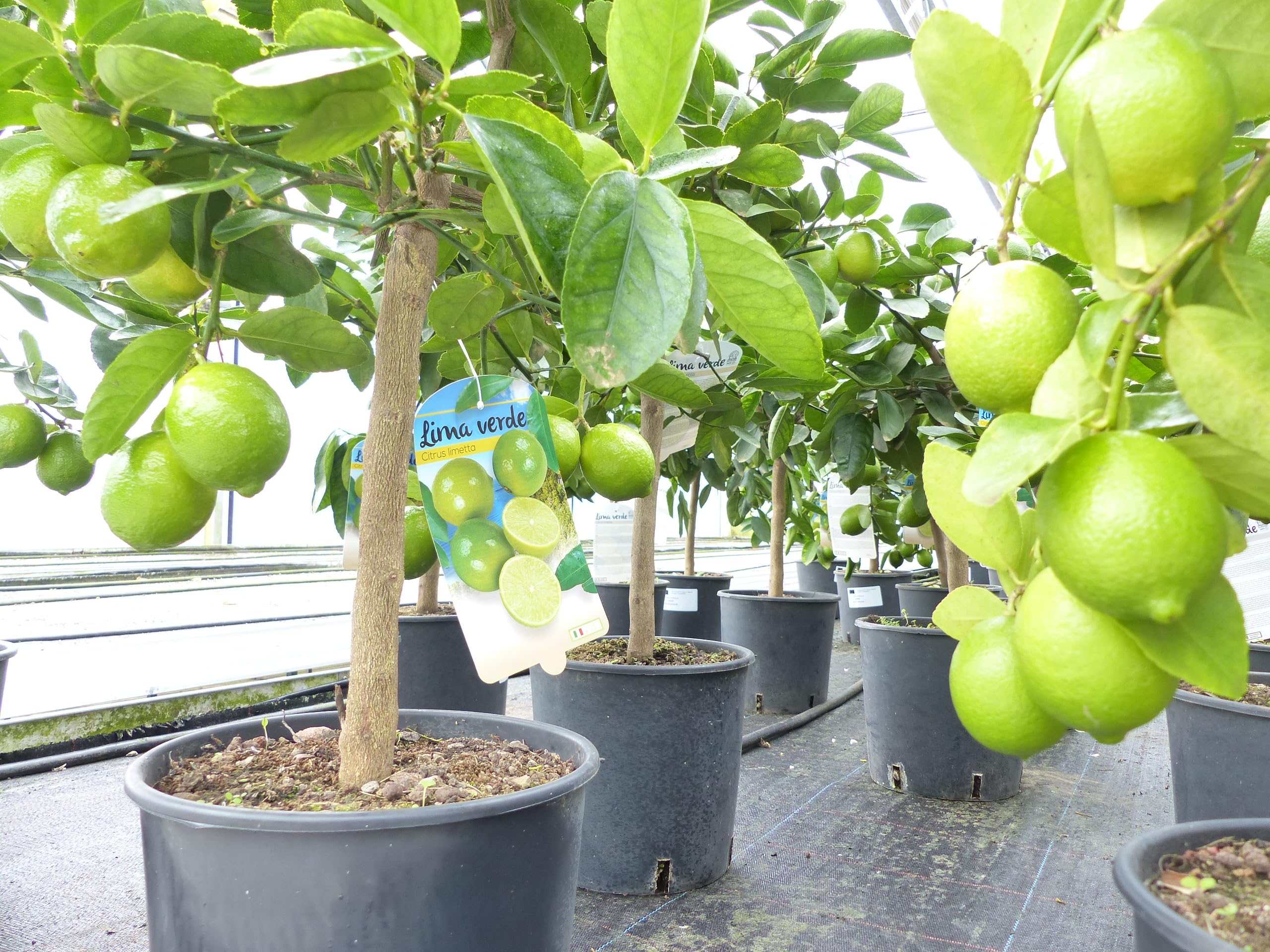 gruenwaren jakubik echte Caipi Limette Limettenbaum Citrus Lime 75-90 cm Zitruspflanze