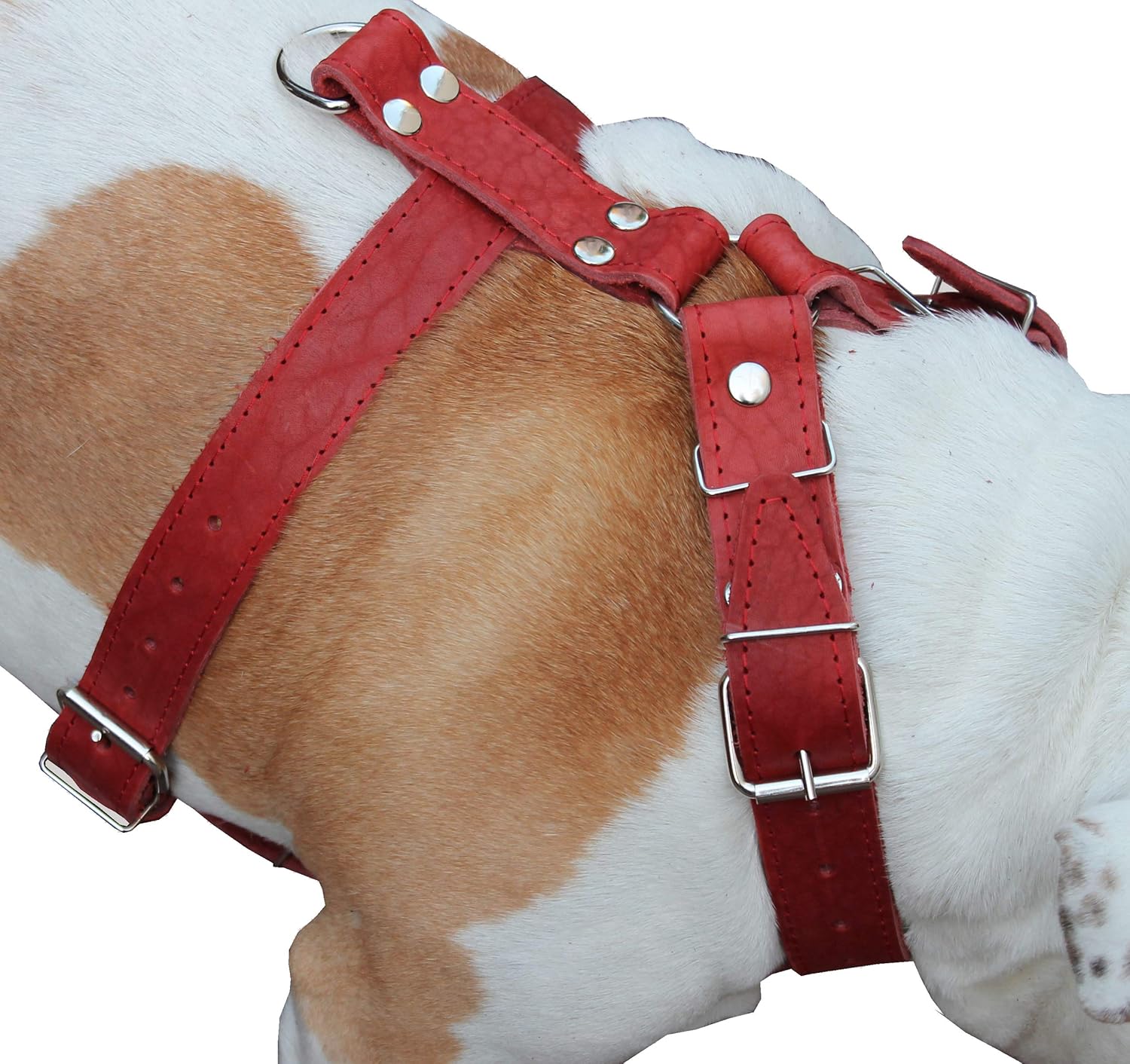 pitbull harness amazon