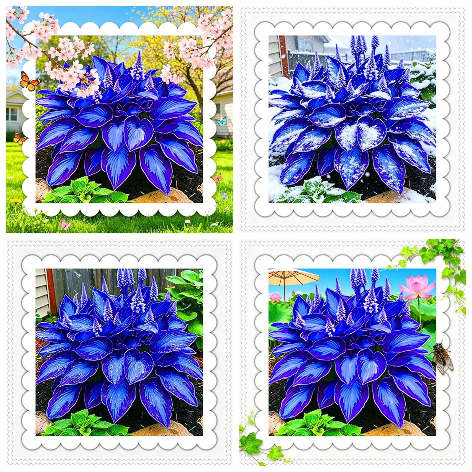 Perennial/Rainbow Blue Hosta Rhizome/Brilliant Hosta Bulbs for Planting Now UK/Grow Well/Excellent Display/Potted/Low Maintenance-4bulbs-E