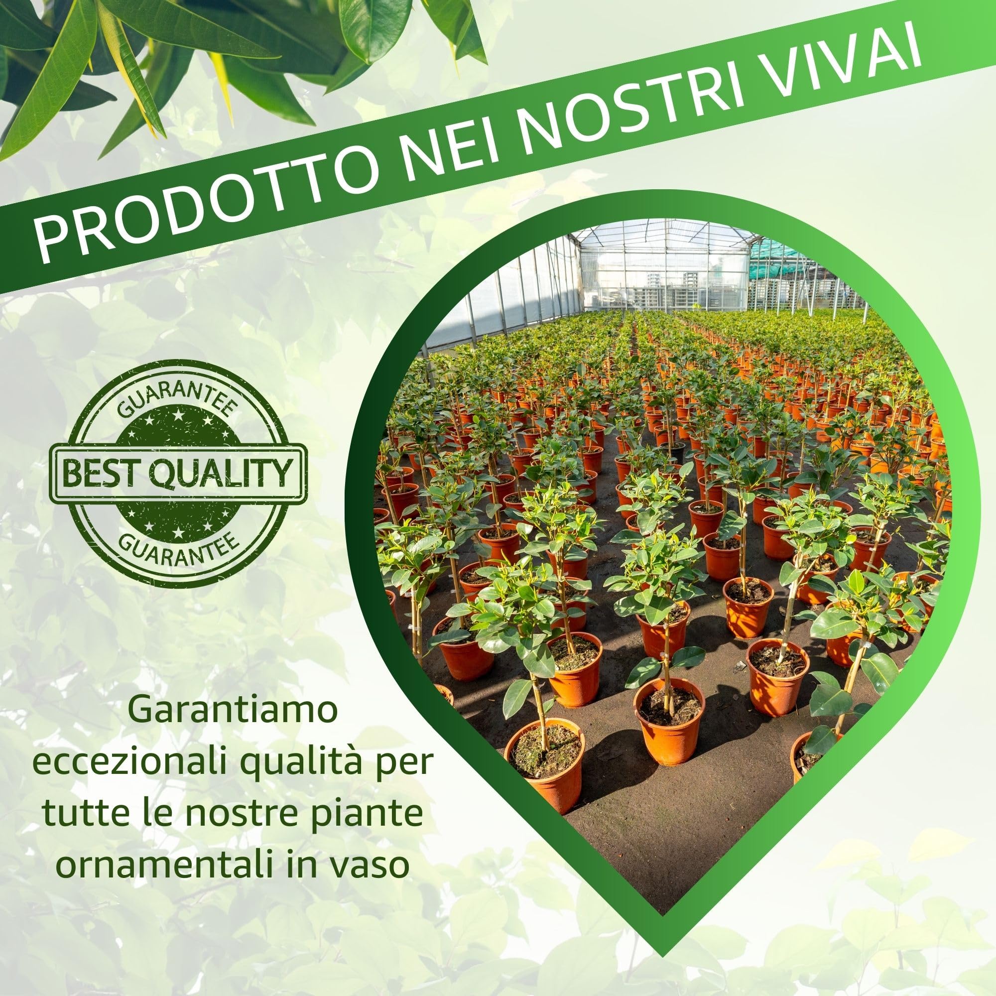 Bonplants Ficus, Alberello Sempreverde, Vaso 21 cm, h 85 cm (Australis)
