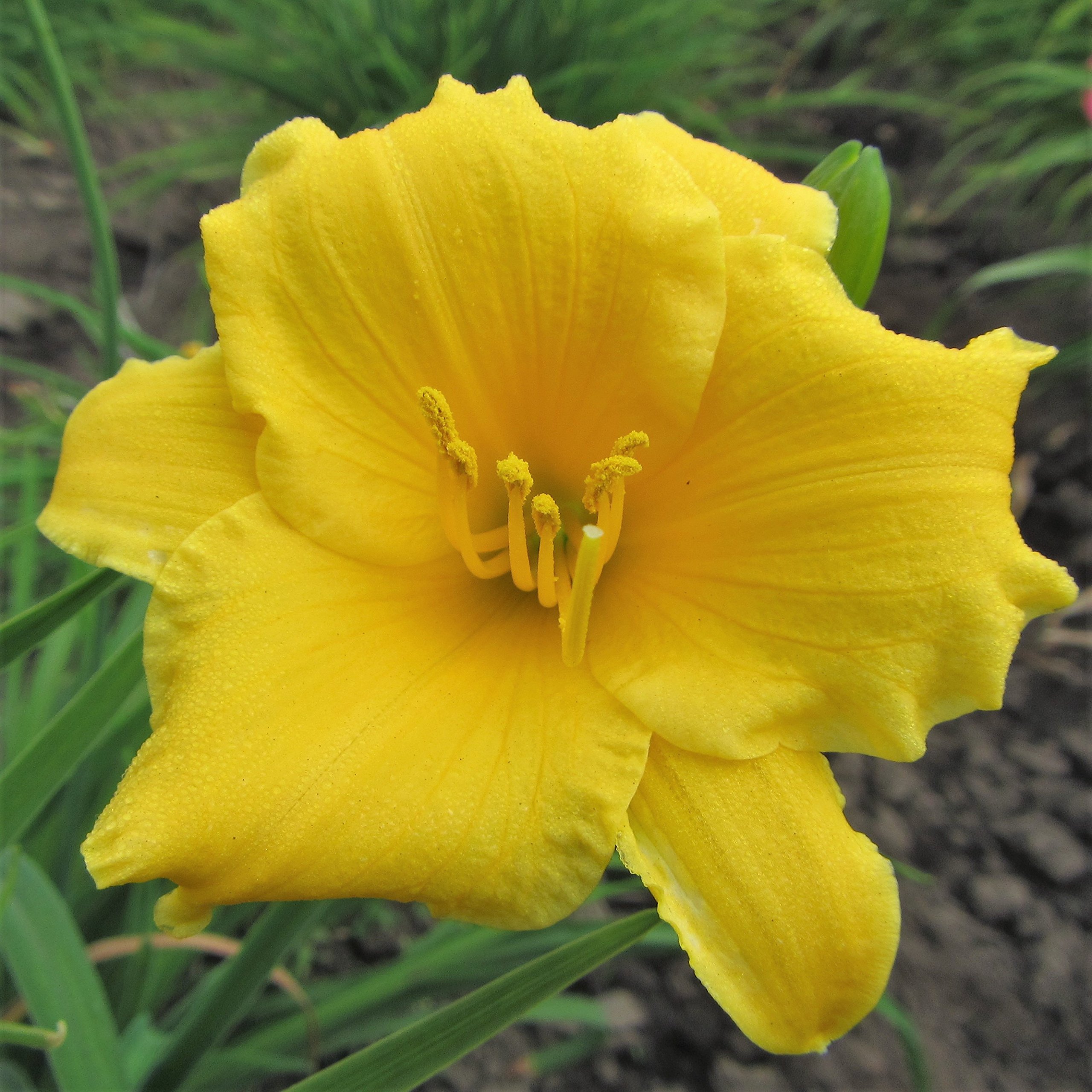 Easy to Grow Daylily Stella De Oro 3 Divisions