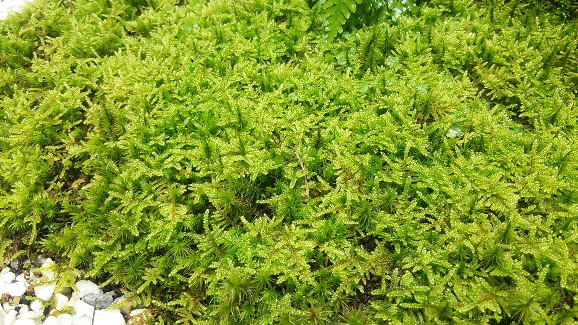 Amazon｜ハイゴケ（這苔）【天然無農薬】1セット｜観葉植物