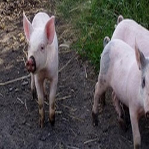 Simple Syrup - //medicalbooks.filipinodoctors.org