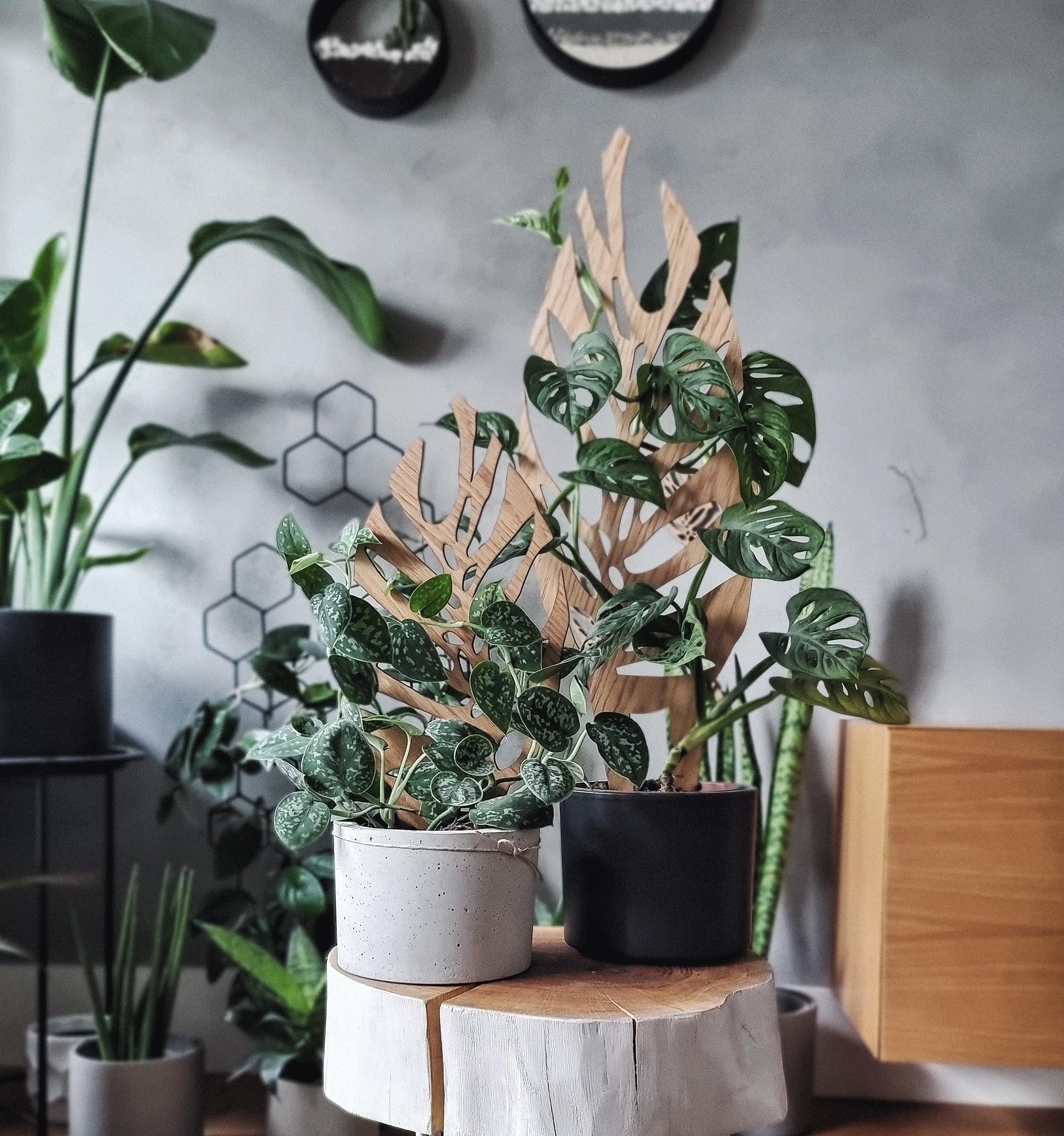 Woodream Monstera Pflanzenstütze aus Eichenholz 60 cm | Größe L | Natürliches Rankgitter - Blumengitter - Rankhilfe | Für Zimmerpflanzen | Innenraum Dekoration | Für Pflanzenliebhaber