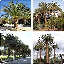 Phoenix Canariensis Seeds, Canary Palm, Pack of 5 Seeds