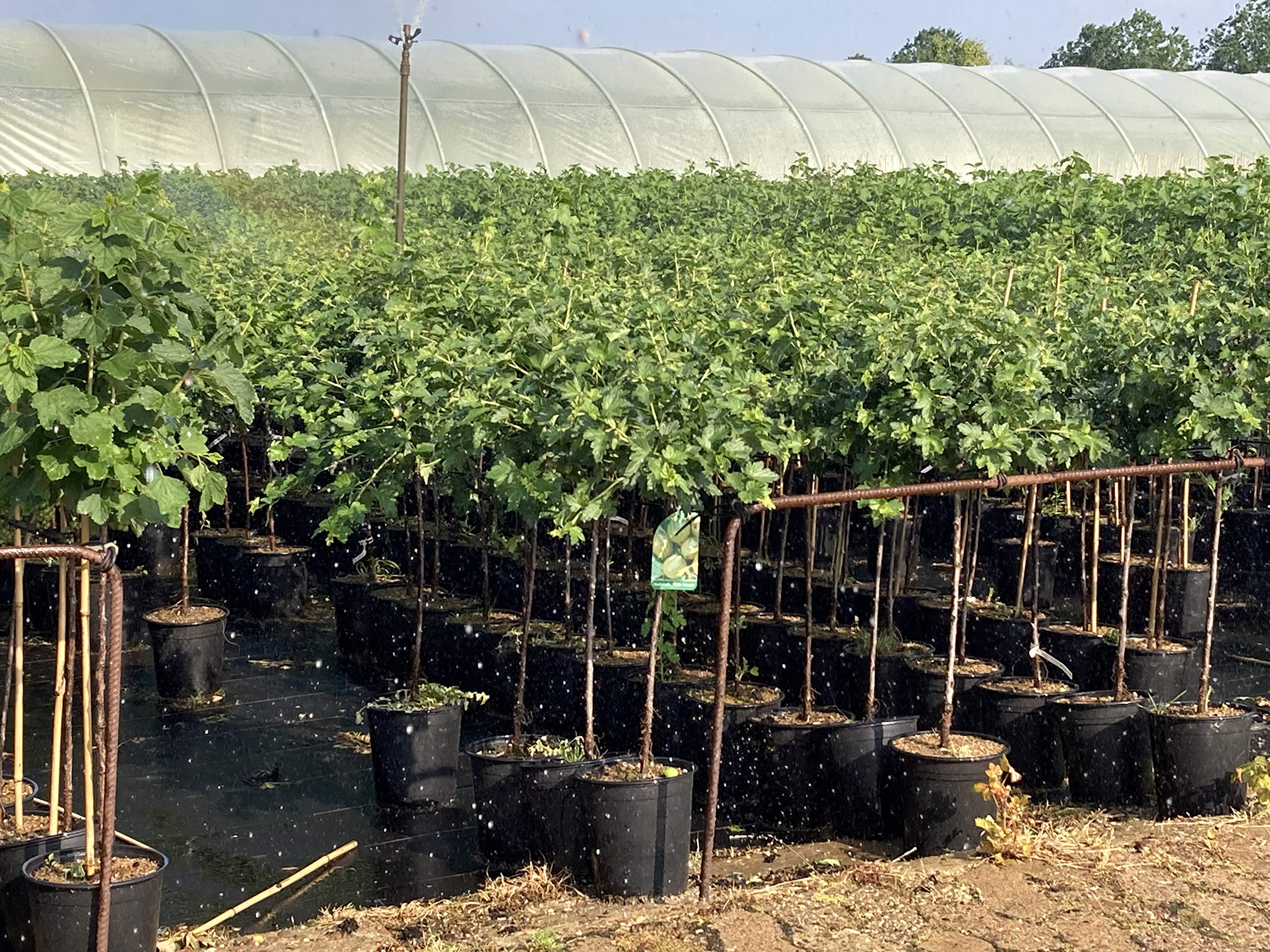 3er-Set Stachelbeeren Hochstamm 70-100cm im Topf– rote, grüne & gelbe Naschbeeren – lange Erntezeit, süß & aromatisch – ideal für Einsteiger, Familien & Naschgärten