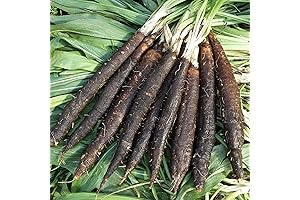 Seeds Giant Black Root Salsify, Easy to Grow, Non-GMO, Rich Flavor