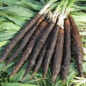 100+ Seeds Giant Black Root Salsify - Vegetable Black