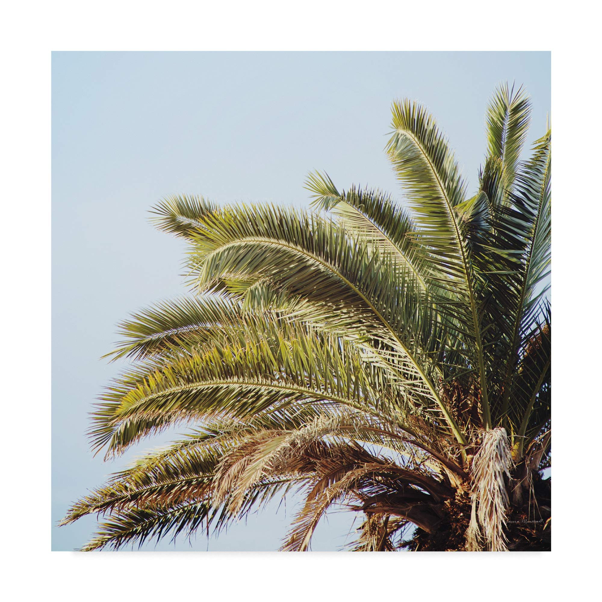 Trademark Fine Art Endless Summer I Crop by Laura Marshall, 14x14-Inch