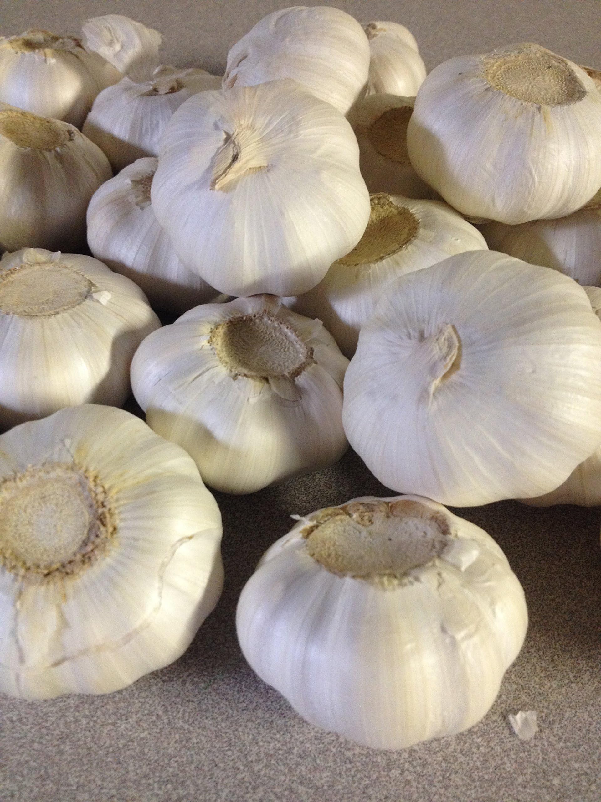 Amazon.com : Garlic Bulb, California Softneck, 6 Bulbs, Planting or ...