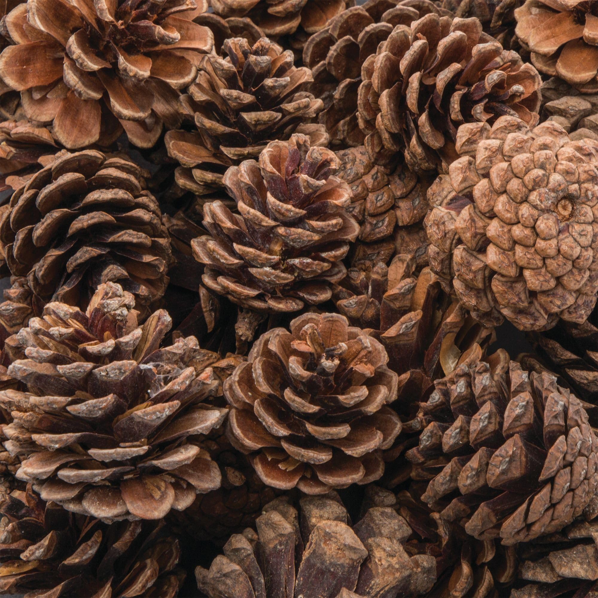 Baker Ross AF923 Natural Pine Cones, Ideal for Arts and Crafts Projects, Collage or for Decoration (Pack of 25)