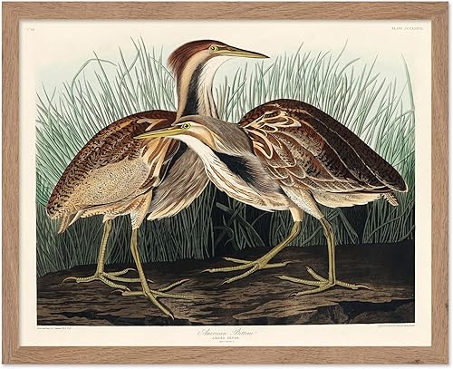 Miniatura 86 de Poster Master Póster vintage de colibríes, impresión de formas de arte retro en la naturaleza, arte de pájaros, regalo para él, ella y amante de los