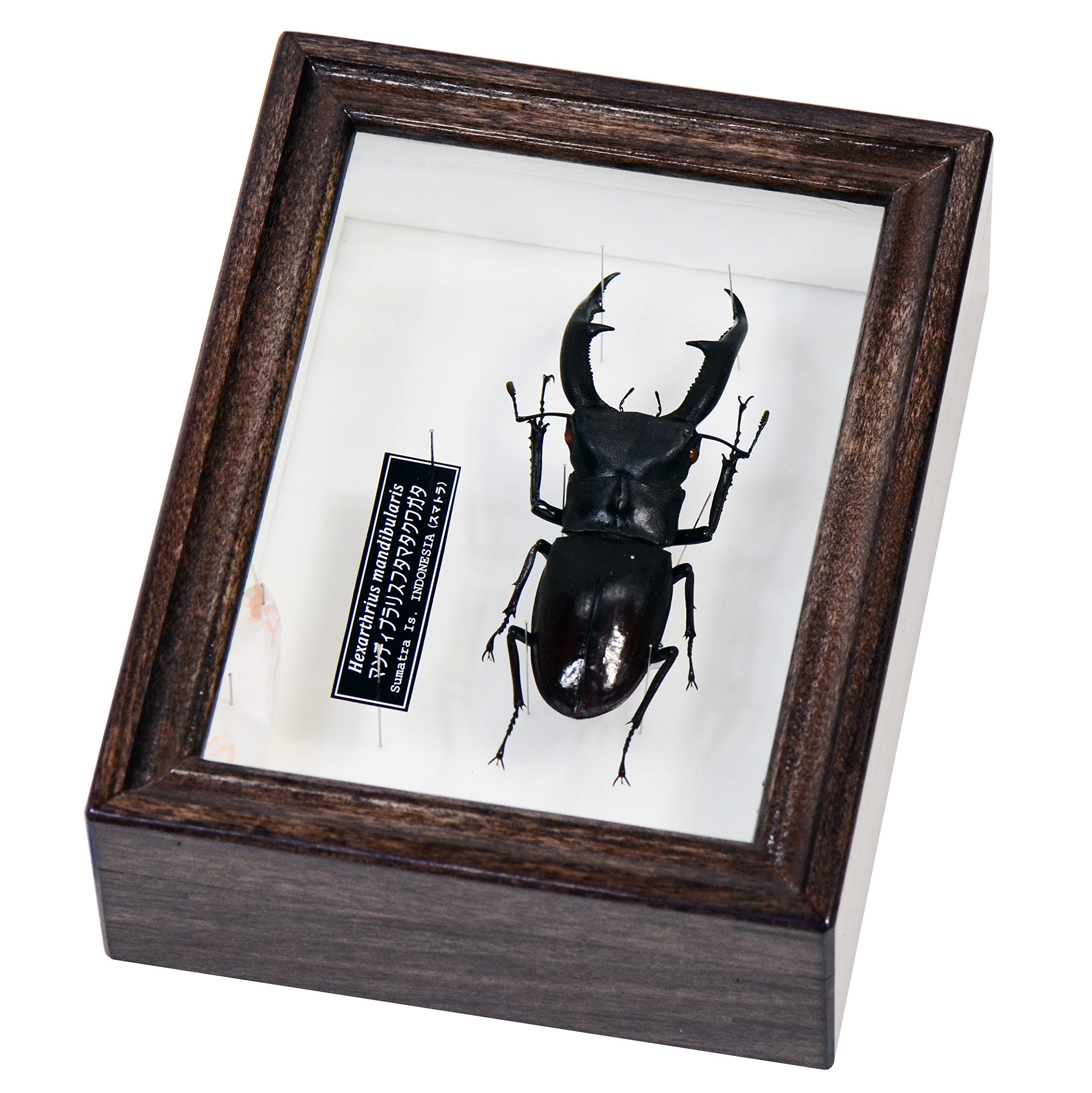 Amazon.co.jp: 世界最大級のクワガタ 名和昆虫博物館企画・製作